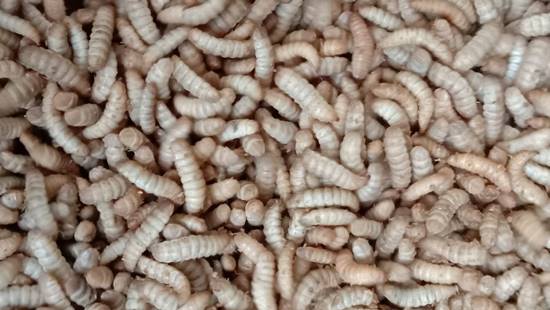 Maggot Fresh